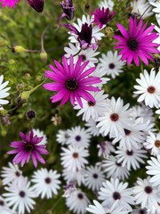 Fototapeta premium pink flowers