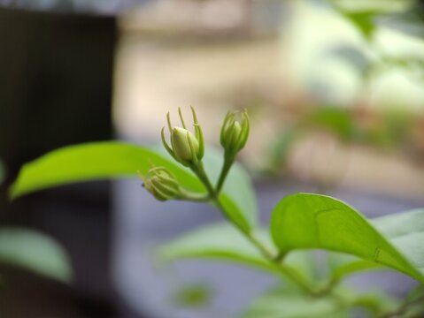 the ornamental plants