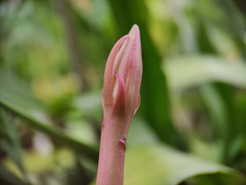 the ornamental plants