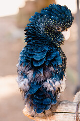 Close up of cockatoo. 
