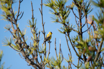 American Goldfinch Perched on Tree