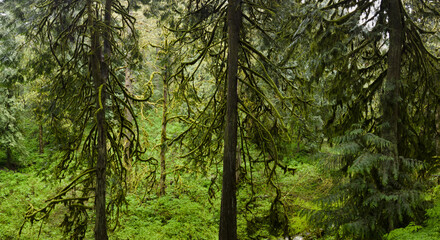 Green, moss-covered trees, ferns, and many other plant species thrive in Guy W. Talbot State Park, Oregon. This huge, scenic park provides refuge for native wildlife and plant species.
