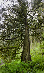 Fototapeta premium Green, moss-covered trees, ferns, and many other plant species thrive in Guy W. Talbot State Park, Oregon. This huge, scenic park provides refuge for native wildlife and plant species.