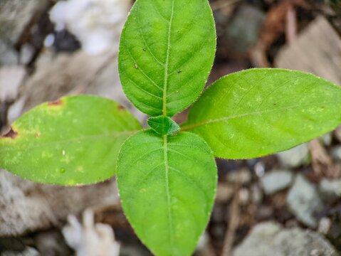 the ornamental plants
