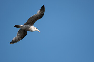 Sea Gull Flying over Beach