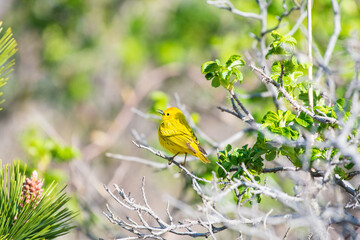 Yellow Warbler Singing on Tree