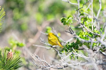 Yellow Warbler on Tree