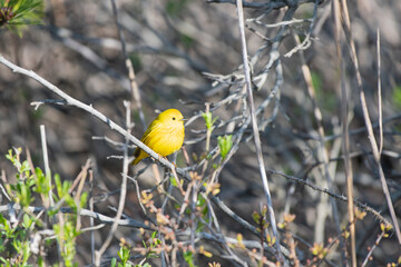 Yellow Warbler on tree