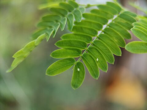 Close-Up of Phyllanthus Niruri Leaves in Natural Tropical Environment