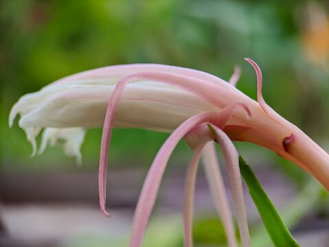the ornamental plants