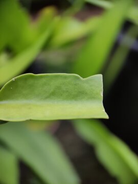 the ornamental plants
