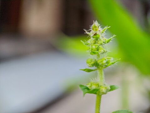 the ornamental plants