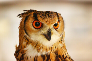 鳴き声をあげるベンガルワシミミズク