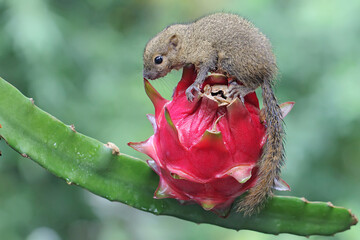 A young plantain squirrel eating dragon fruit. This rodent mammal has the scientific name Callosciurus notatus.
