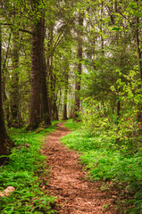Petit chemin dans le Bauges