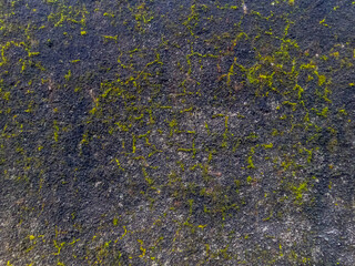 Walls in the garden with cement and natural stone overgrown with moss, as decorations to present a natural atmosphere at home