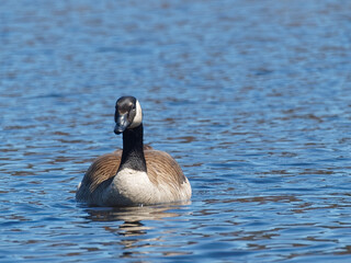 Canada goose, brenta canadensis