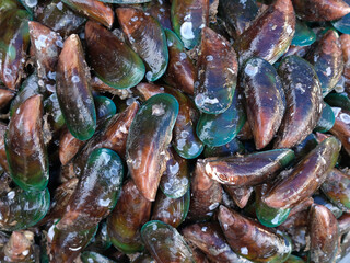 fresh mussels in the market