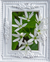 Flowering  wild garlic or ramsons (Allium ursinum) in the white ornamental picture frame.