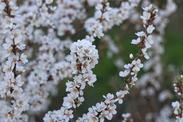 blooming tree