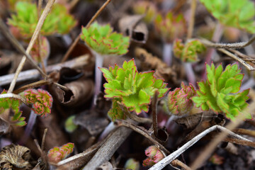 ゲラニウムの芽吹き