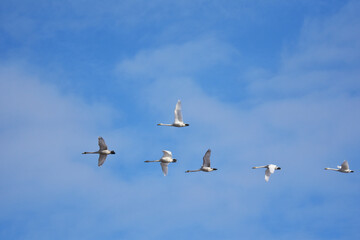 低く飛ぶ白鳥の群れ