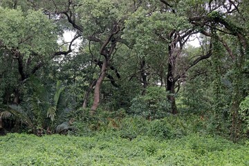 Fototapeta premium Tropical plants and gnarled trees growing in a forest next to a carpet of green flora. Woodland landscape in southeast Asia. No people.