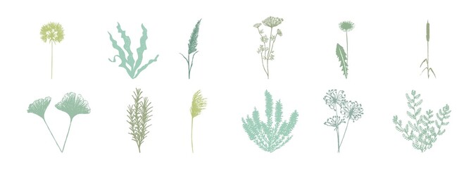 Beautiful vector illustration of delicate leaves and dry plants isolated on white background. Aesthetic botanical graphic design elements. - obrazy, fototapety, plakaty
