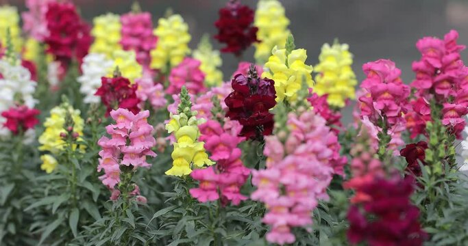 Snapdragon flower and green leaf in garden at sunny summer or spring day