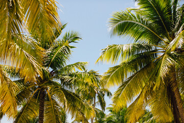 Fototapeta na wymiar palm tree beach ocean view background