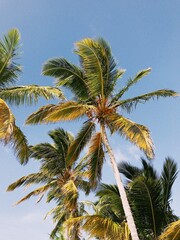 Palm trees with coconuts