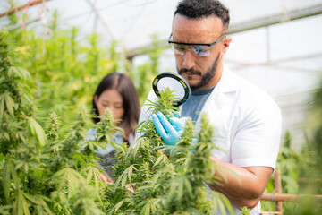 A professional researcher looks at a CBD cannabis plant on a cannabis field with a magnifying glass. They are taking notes on the tablet.