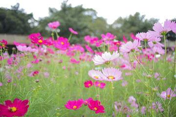 色とりどりのコスモスが咲く秋の日のコスモス畑