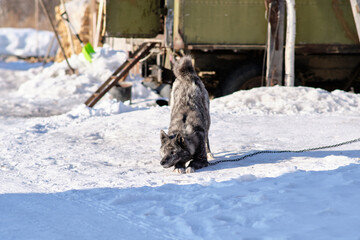 Dog on a leash in winter in the snow in a Russian village.