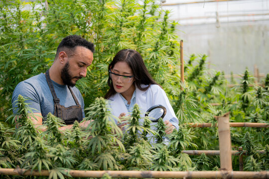 A professional researcher looks at a CBD cannabis plant on a cannabis field with a magnifying glass. They are taking notes on the tablet.