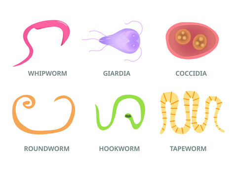 Vector Illustration of a Human  Parasites,  hookworm whipworm tapeworm
