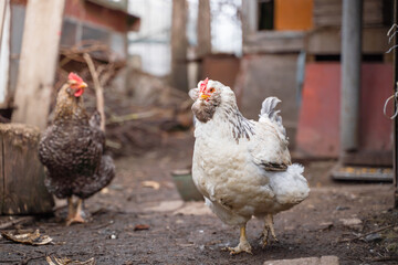 A light-colored faverol chicken stands close-up on the street against the background of an ordinary chicken