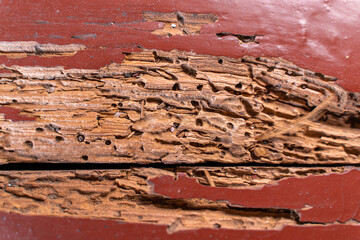 Wooden planks infested with pests close-up
