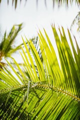 Palm tree leaf closeup beach background 