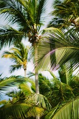 Fototapeta na wymiar Palm trees wild garden background 