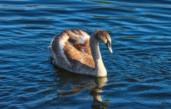 Young swan swimming in the lake.
