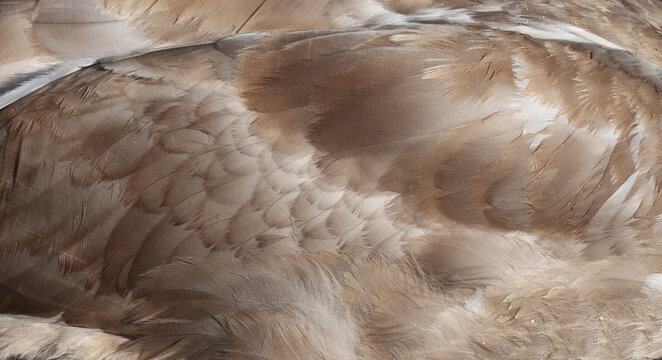 The texture of the wings of a young swan.