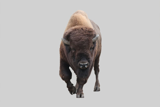 Animal bison on an isolated background.