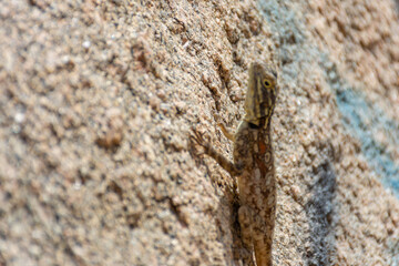 Peninsular Rock Agama