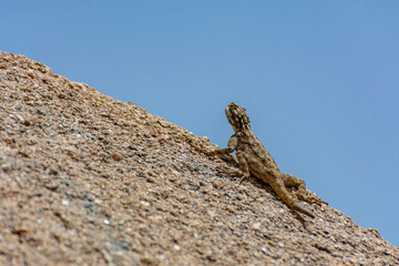 Peninsular Rock Agama