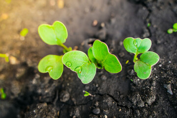 Young radish sprout in the garden close-up. Rising radish buds at sunrise closeup
