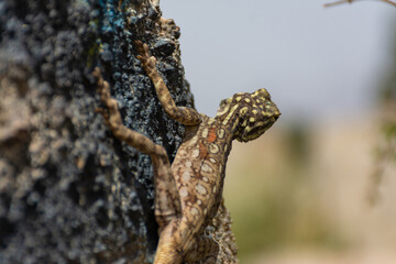 Peninsular Rock Agama