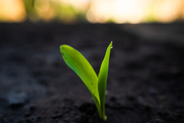 Young sprouts of corn in water drops in the vegetable garden close-up