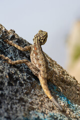 Peninsular Rock Agama