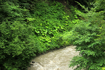 Fototapeta premium Muddy river in the canyon.